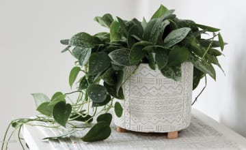 Clearance - ROOT Indoor