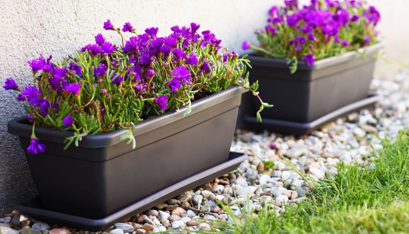 [object Object] image 2