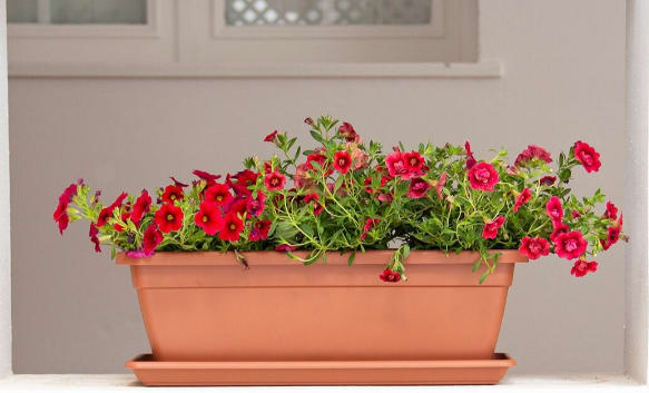 [object Object] image 2