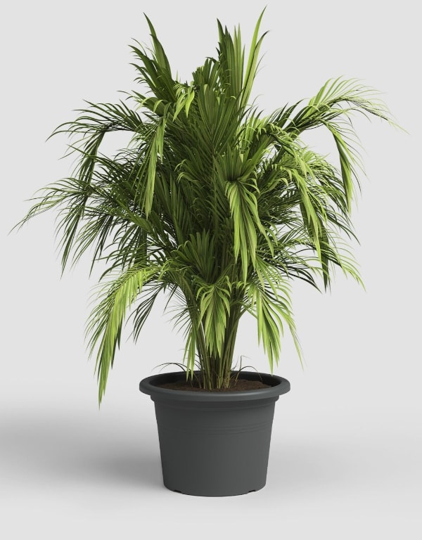 [object Object] image 1