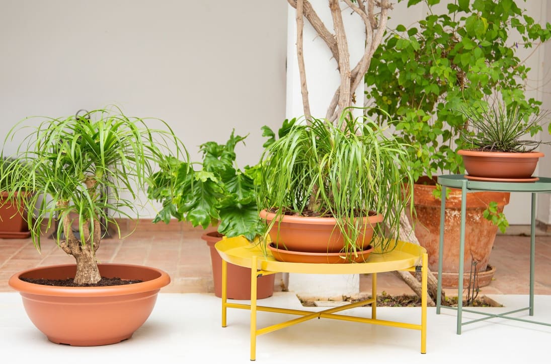 [object Object] image 2