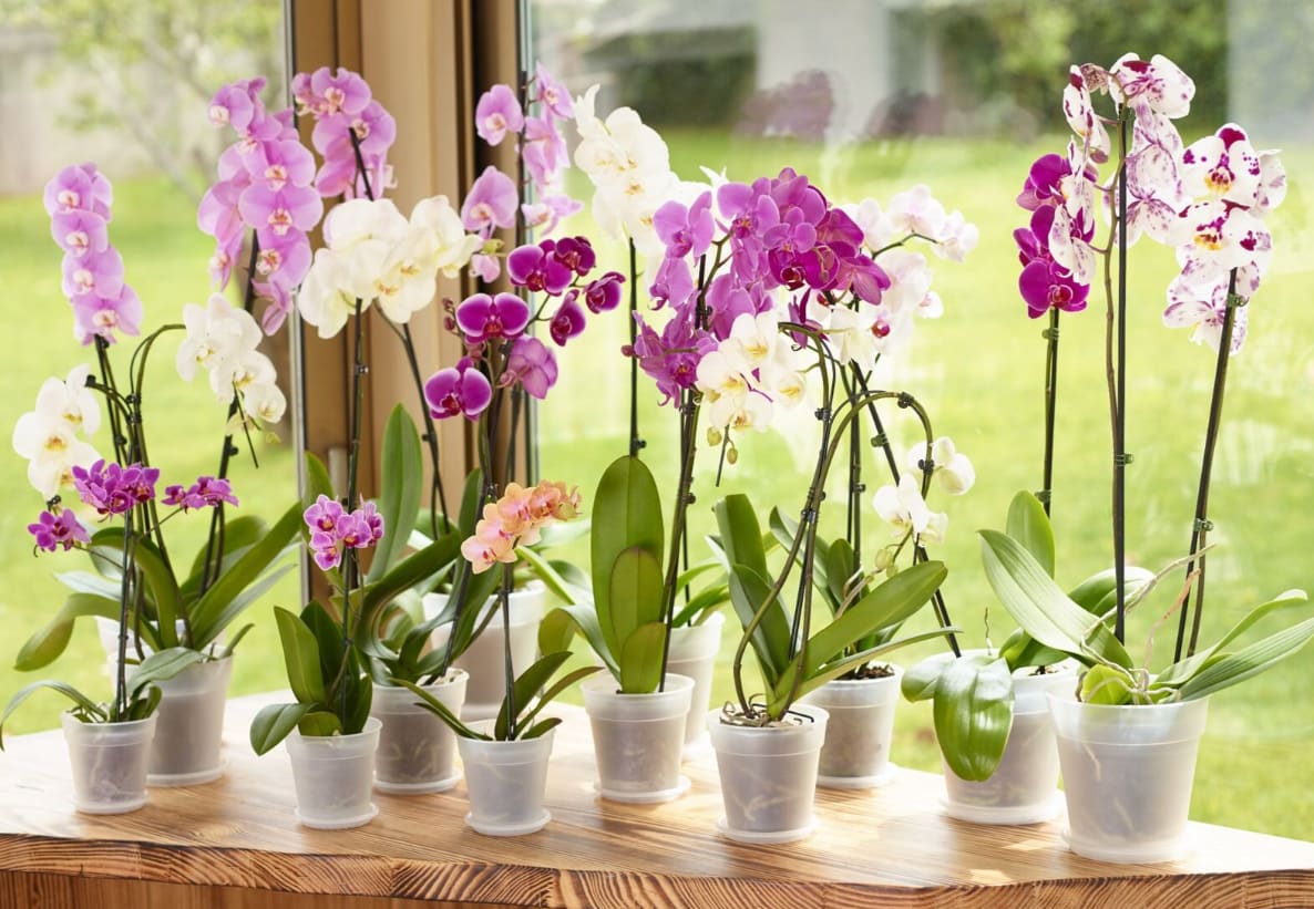 [object Object] image 1