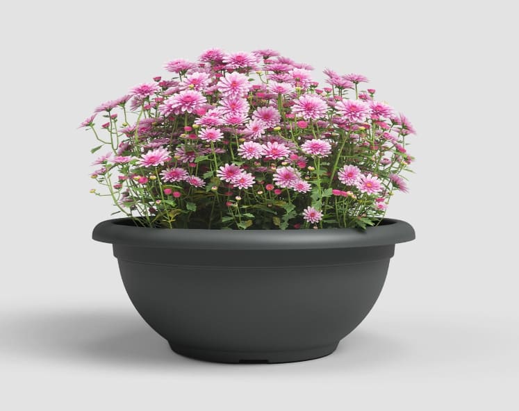 [object Object] image 0