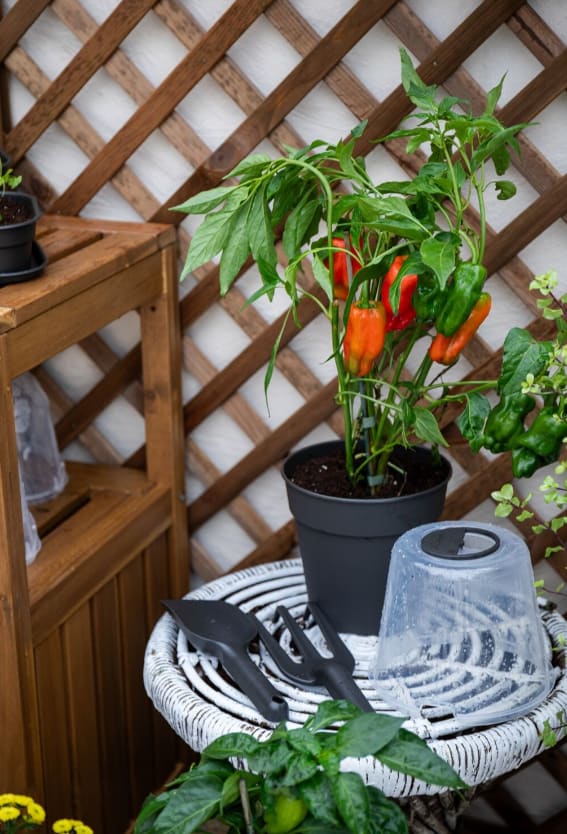 [object Object] image 1