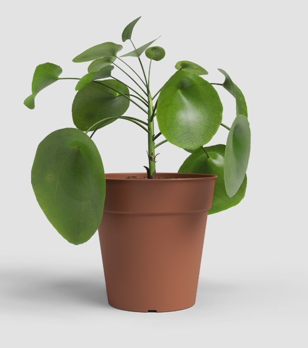 [object Object] image 4