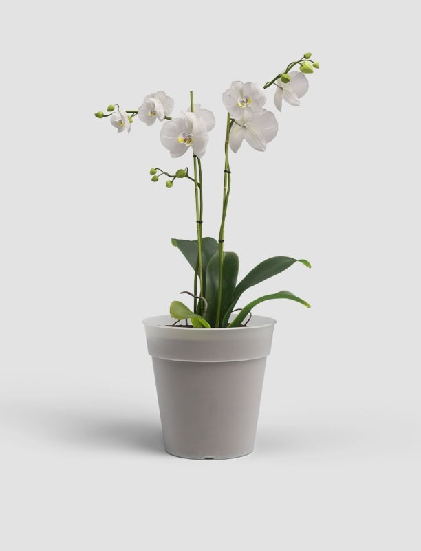 [object Object] image 1