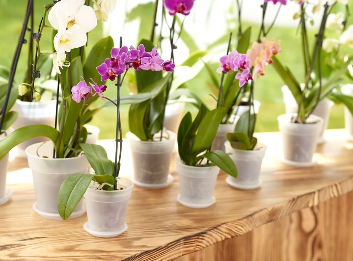 [object Object] image 1