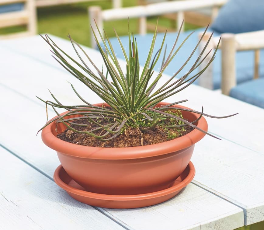 [object Object] image 1