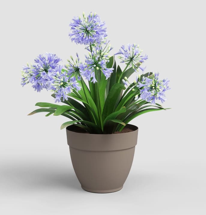 [object Object] image 0