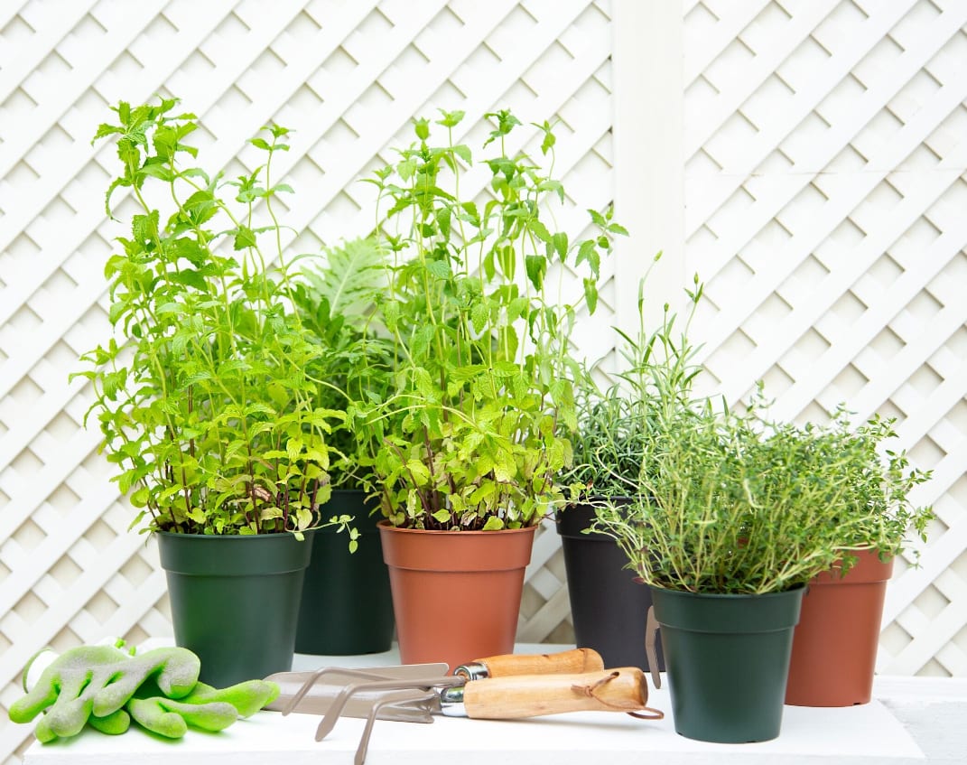 [object Object] image 2