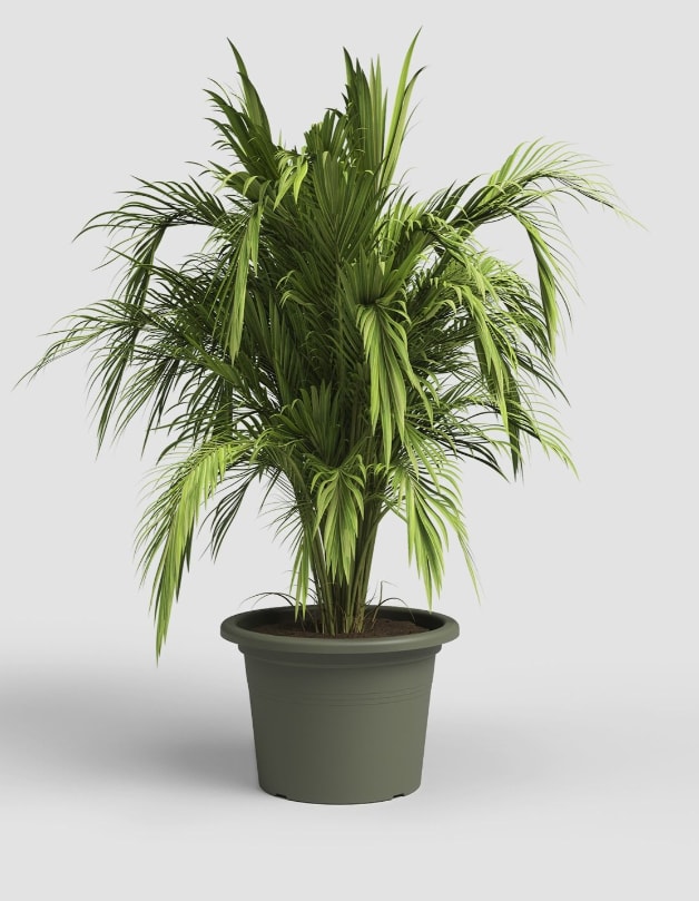 [object Object] image 2