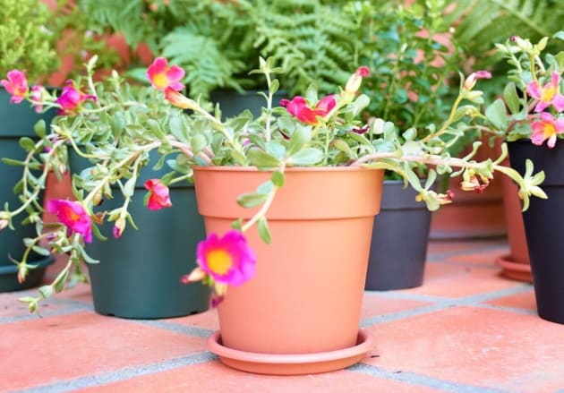 [object Object] image 1