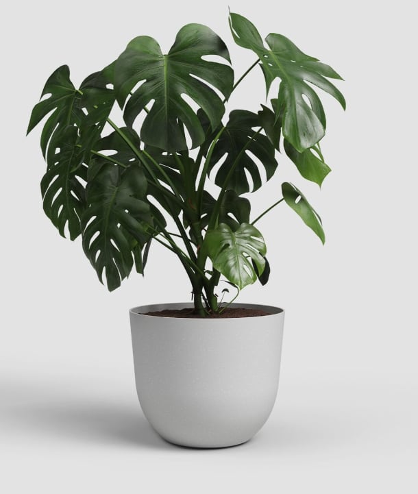 [object Object] image 1